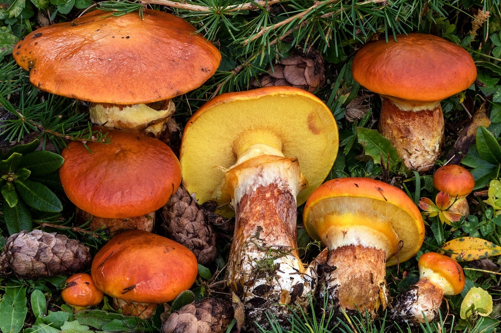 Gold-Röhrling, Suillus grevillei