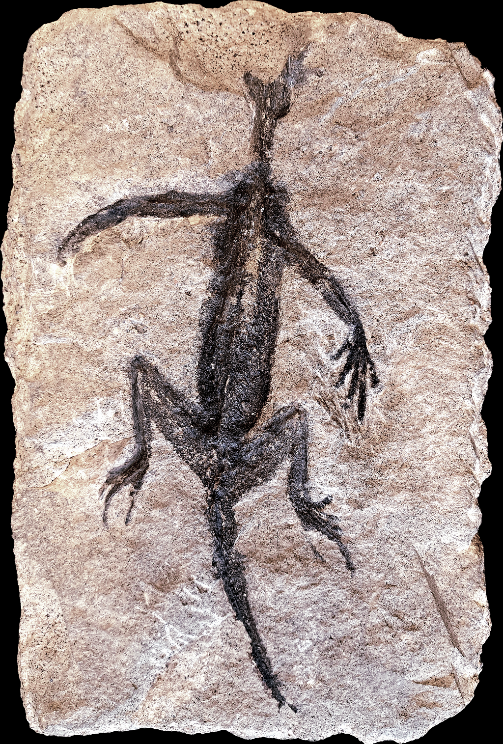 Tridentinosaurus antiquus