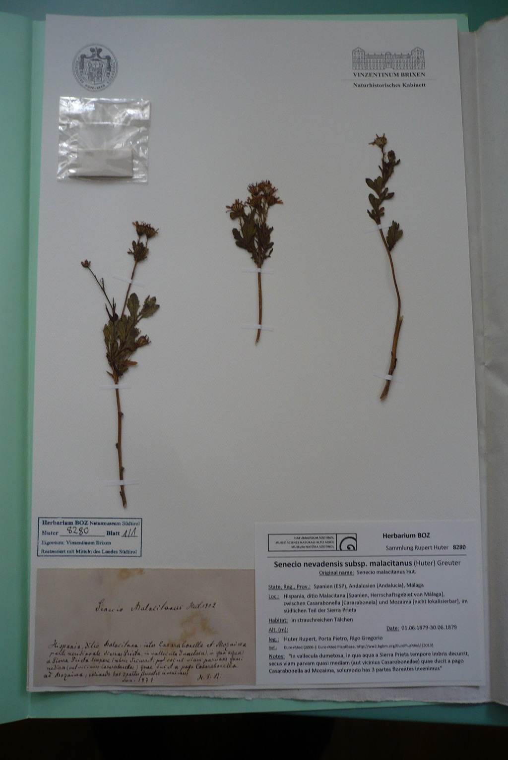 aus dem Huter Herbarium Senecio malacitanus